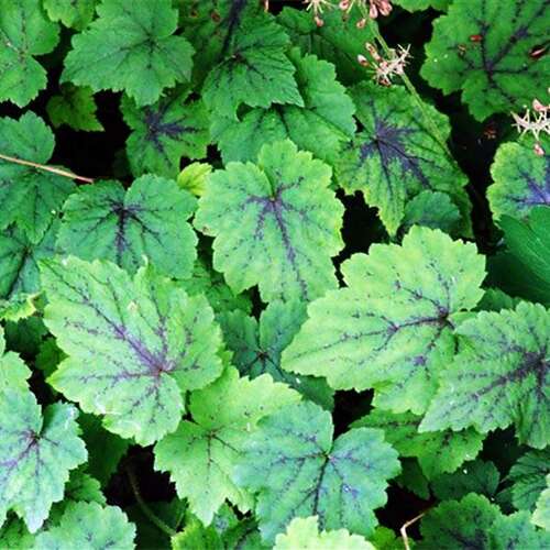 Тиарелла Appalachian Trail (Аппалачиан Трэйл)