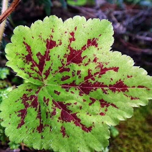 Тиарелла Appalachian Trail (Аппалачиан Трэйл)
