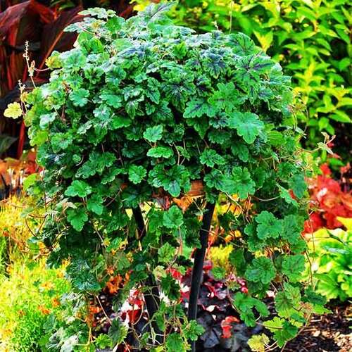 Тиарелла Appalachian Trail (Аппалачиан Трэйл)