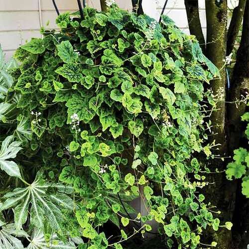 Тиарелла Appalachian Trail (Аппалачиан Трэйл)