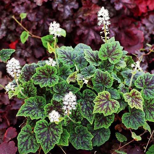 Тиарелла Appalachian Trail (Аппалачиан Трэйл)