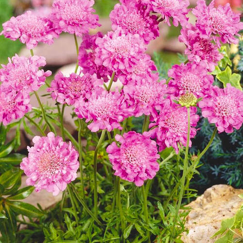Скабиоза японская Ritz Rose (Ритц Роуз)