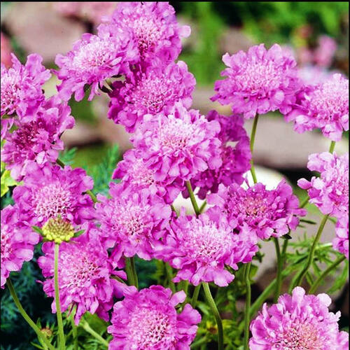 Скабиоза японская Ritz Rose (Ритц Роуз)