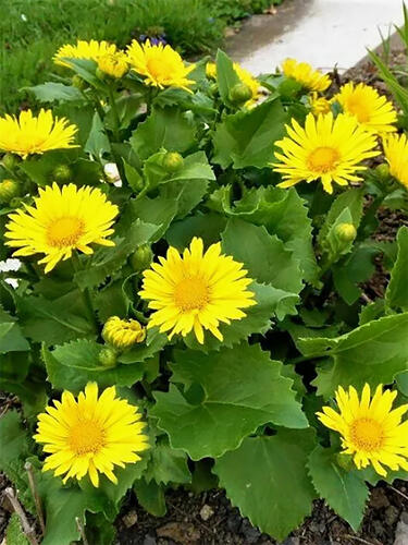 Дороникум Magnificum (Магнификум)