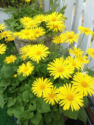 Дороникум Magnificum (Магнификум)