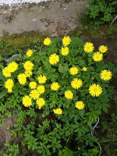 Дороникум Magnificum (Магнификум)