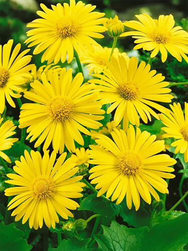 Дороникум Magnificum (Магнификум)