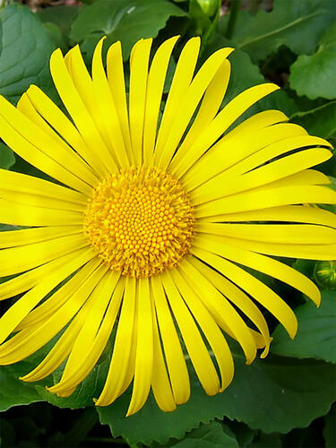 Дороникум Magnificum (Магнификум)