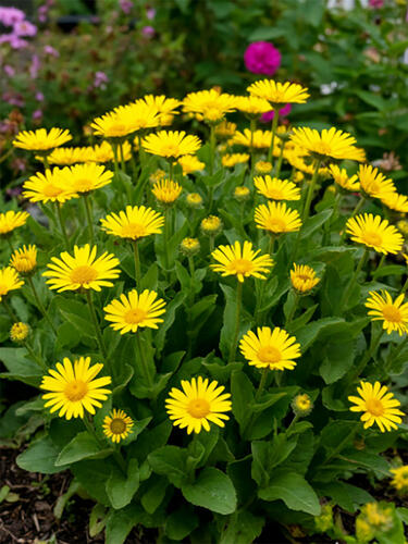 Дороникум Magnificum (Магнификум)