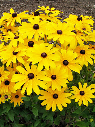 Рудбекия Indian Summer (Индиан Саммер)