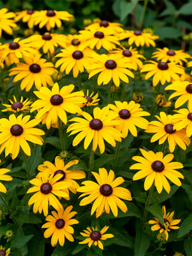 Рудбекия Indian Summer (Индиан Саммер)