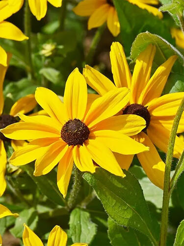 Рудбекия Indian Summer (Индиан Саммер)