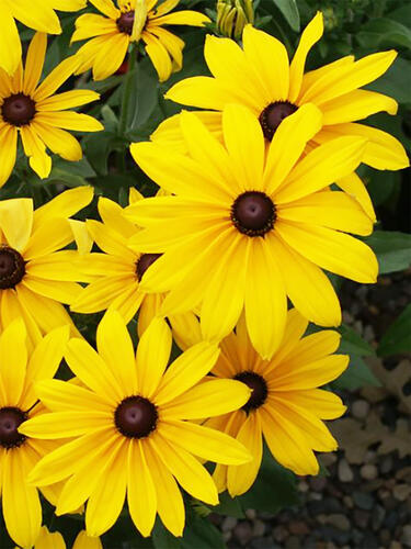 Рудбекия Indian Summer (Индиан Саммер)