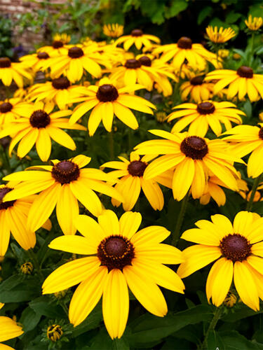 Рудбекия Indian Summer (Индиан Саммер)