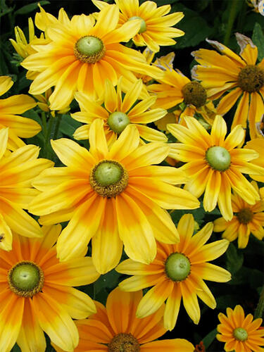 Рудбекия Prairie Sun (Прейри Сан) 