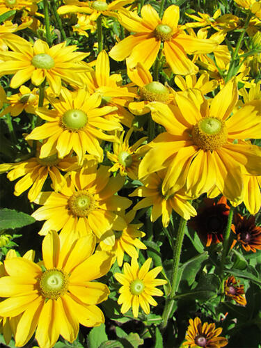 Рудбекия Prairie Sun (Прейри Сан) 