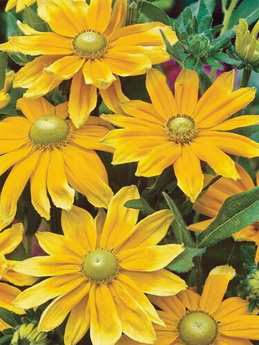 Рудбекия Prairie Sun (Прейри Сан) 