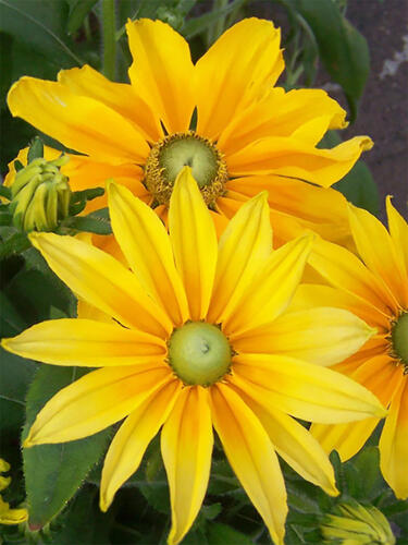 Рудбекия Prairie Sun (Прейри Сан) 