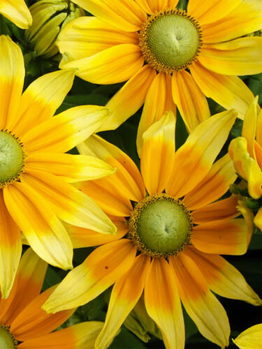 Рудбекия Prairie Sun (Прейри Сан) 