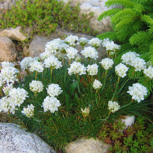 Армерия приморская Morning Star White