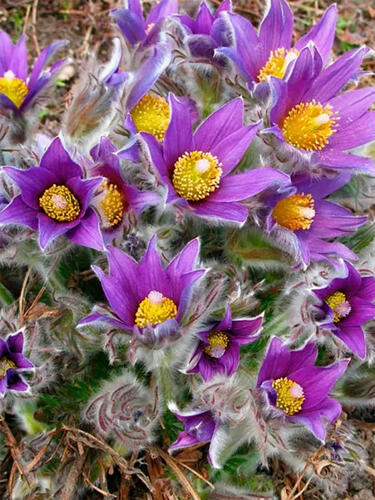 Прострел обыкновенный Violet Bells ( Виолет Беллс)