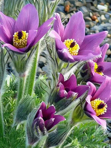 Прострел обыкновенный Violet Bells ( Виолет Беллс)