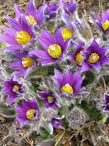 Прострел обыкновенный Violet Bells ( Виолет Беллс)