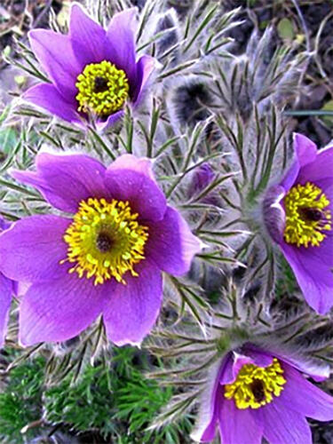 Прострел обыкновенный Violet Bells ( Виолет Беллс)