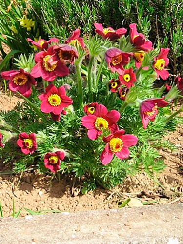 Прострел обыкновенный Red Bells (Ред Беллс)