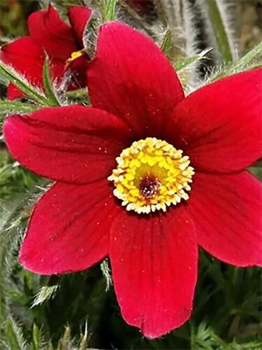 Прострел обыкновенный Red Bells (Ред Беллс)