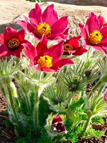 Прострел обыкновенный Red Bells (Ред Беллс)