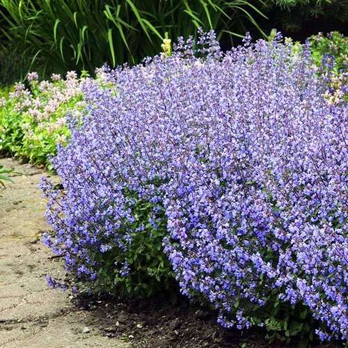 Котовник Фассена Purrsian Blue (Парсиан Блю)