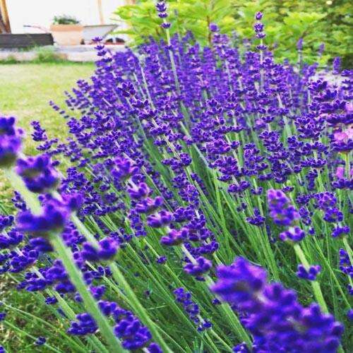 Лаванда узколистная Hidcote Blue (Хидкот Блю)
