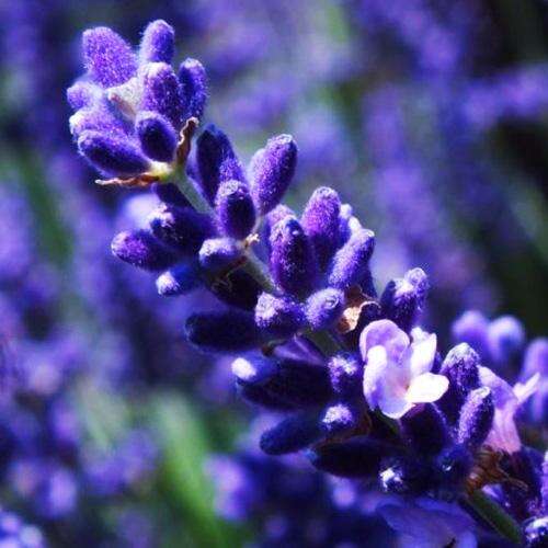 Лаванда узколистная Hidcote Blue (Хидкот Блю)