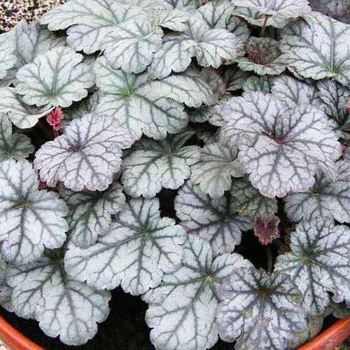 Гейхера Cinnabar Silver (Синнабар Сильвер)