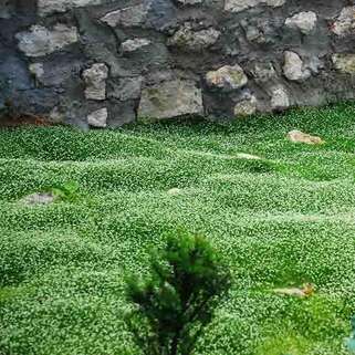 Мшанка шиловидная Green Moss (Грин Мосс)