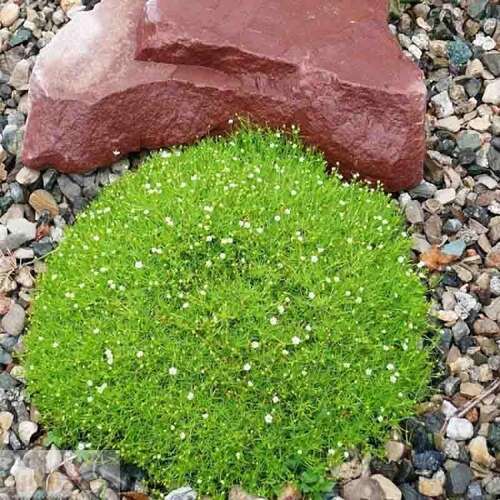 Мшанка шиловидная Green Moss (Грин Мосс)