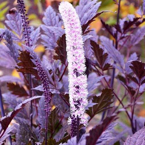 Воронец (Клопогон) ветвистый Atropurpurea (Атропурпуреа)