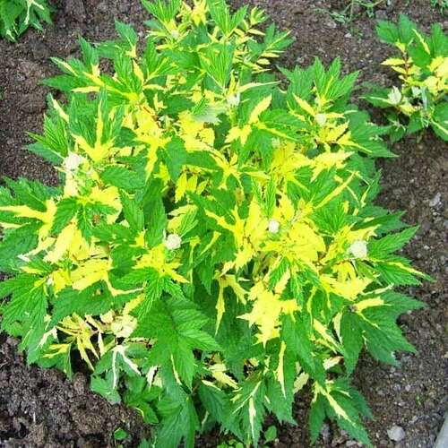Лабазник (таволга) вязолистный Variegata (Вариегата)