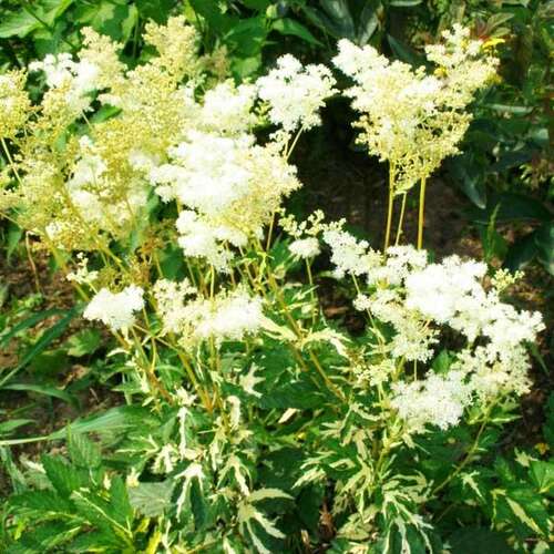 Лабазник (таволга) вязолистный Variegata (Вариегата)