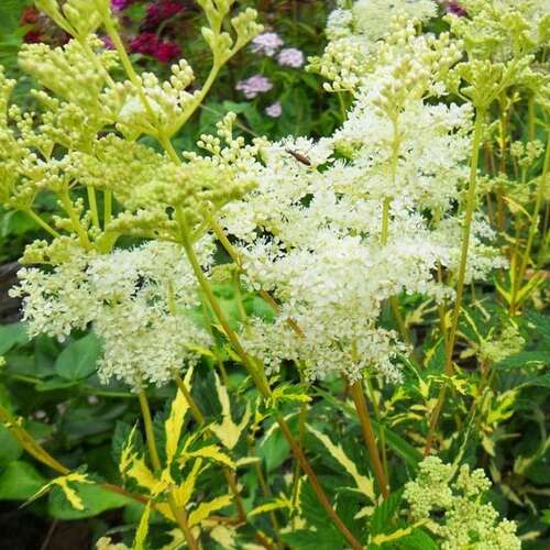Лабазник (таволга) вязолистный Variegata (Вариегата)