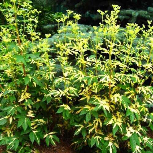Лабазник (таволга) вязолистный Variegata (Вариегата)