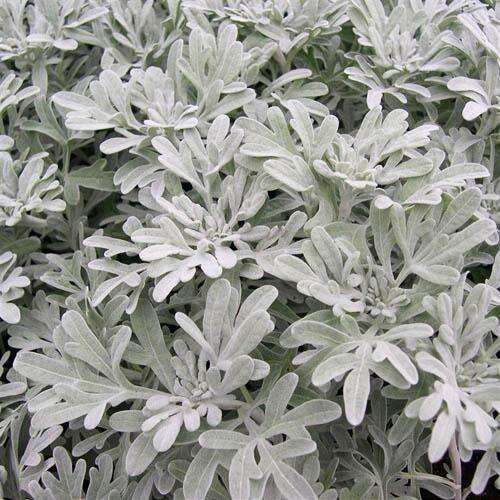 Полынь Silver Brocade (Серебряная парча)