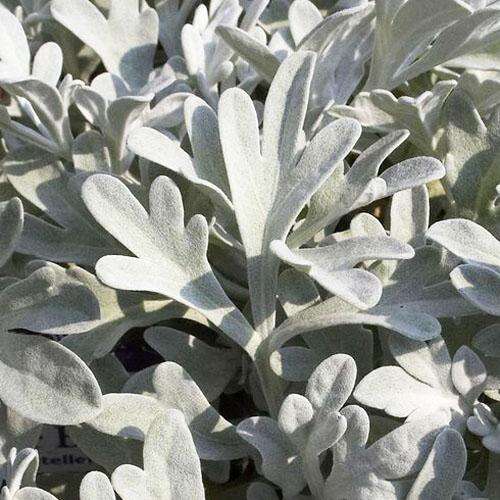Полынь Silver Brocade (Серебряная парча)