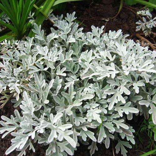 Полынь Silver Brocade (Серебряная парча)