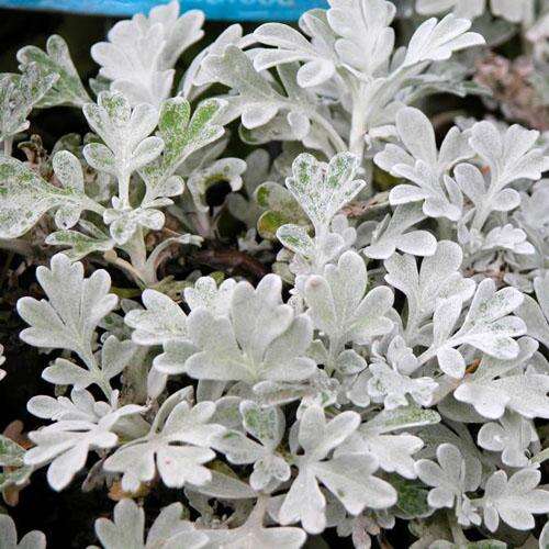 Полынь Silver Brocade (Серебряная парча)