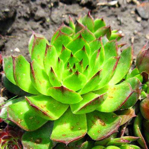 Молодило BigSam Purple Quartz (Пурпл Кварц)