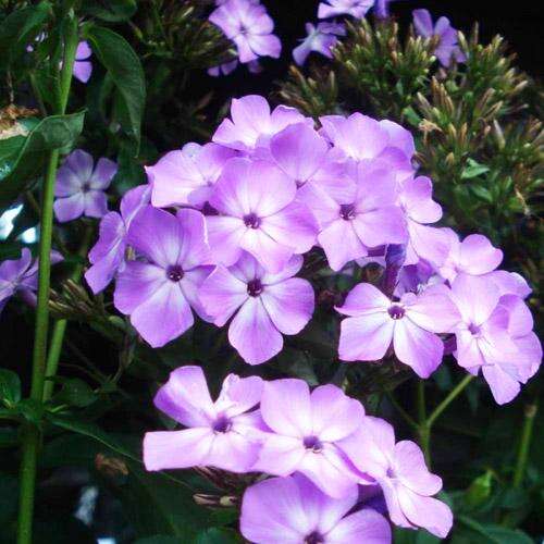 Флокс Flame Lilac (Флейм Лилак)