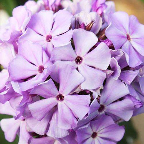 Флокс Flame Lilac (Флейм Лилак)