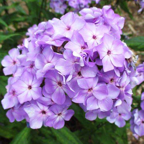 Флокс Flame Lilac (Флейм Лилак)
